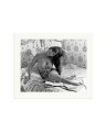 In Bed with Cardinale Print Only / Large