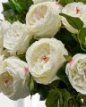 Rose Cut Flower White
