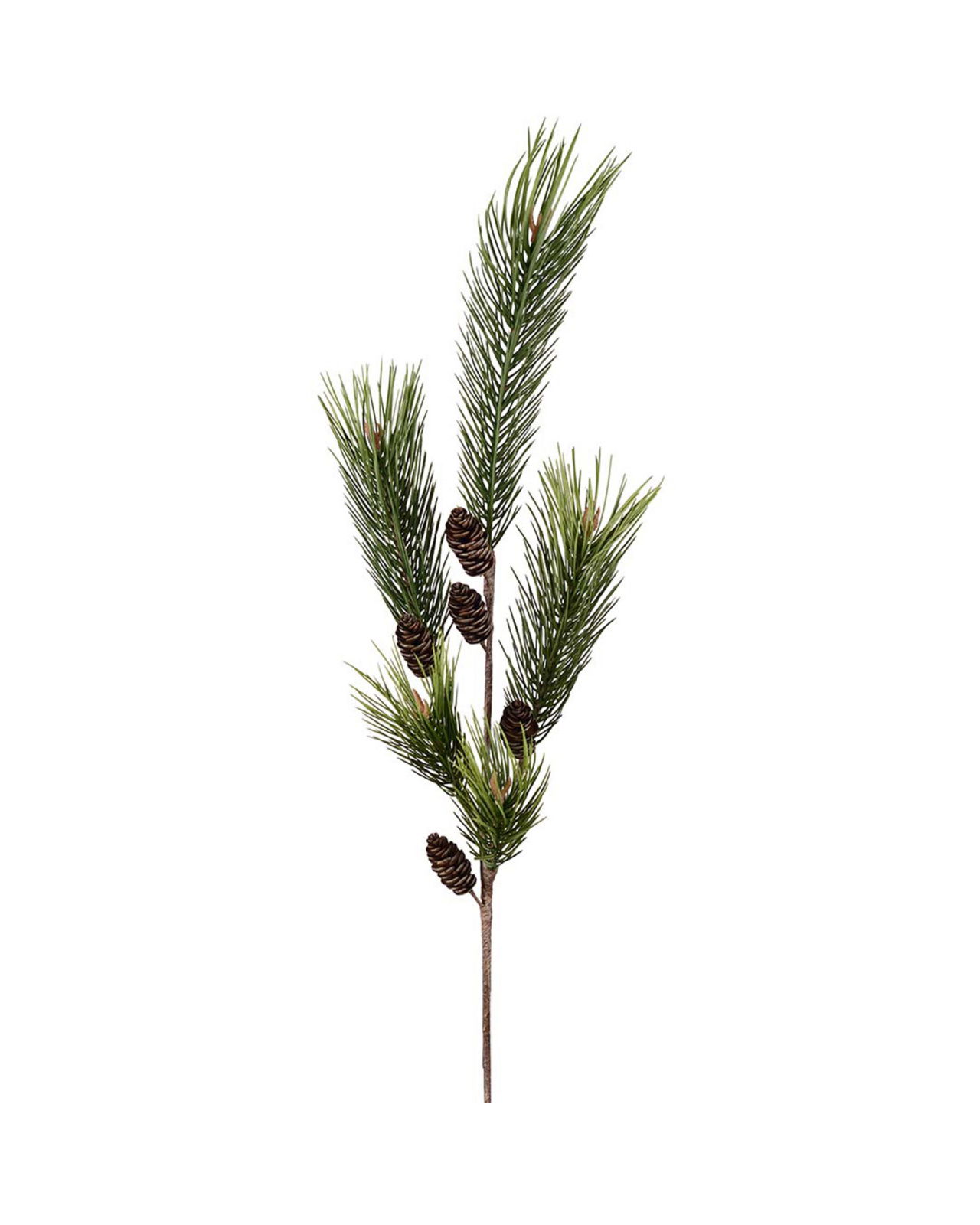 Pine branch with cones green