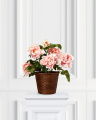Peony Potted Plant Pink