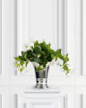 Petunia Potted Plant White