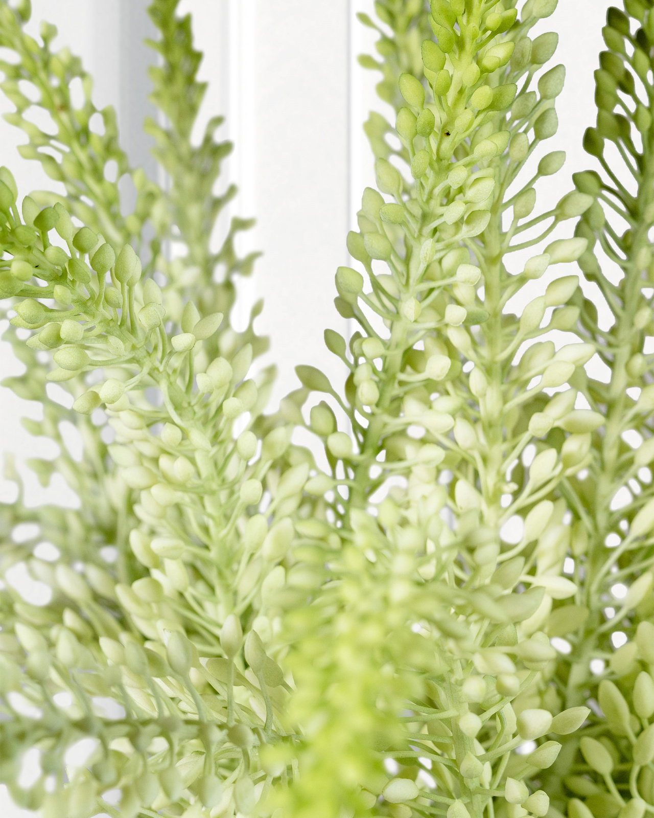 Eremurus snittblomma vit