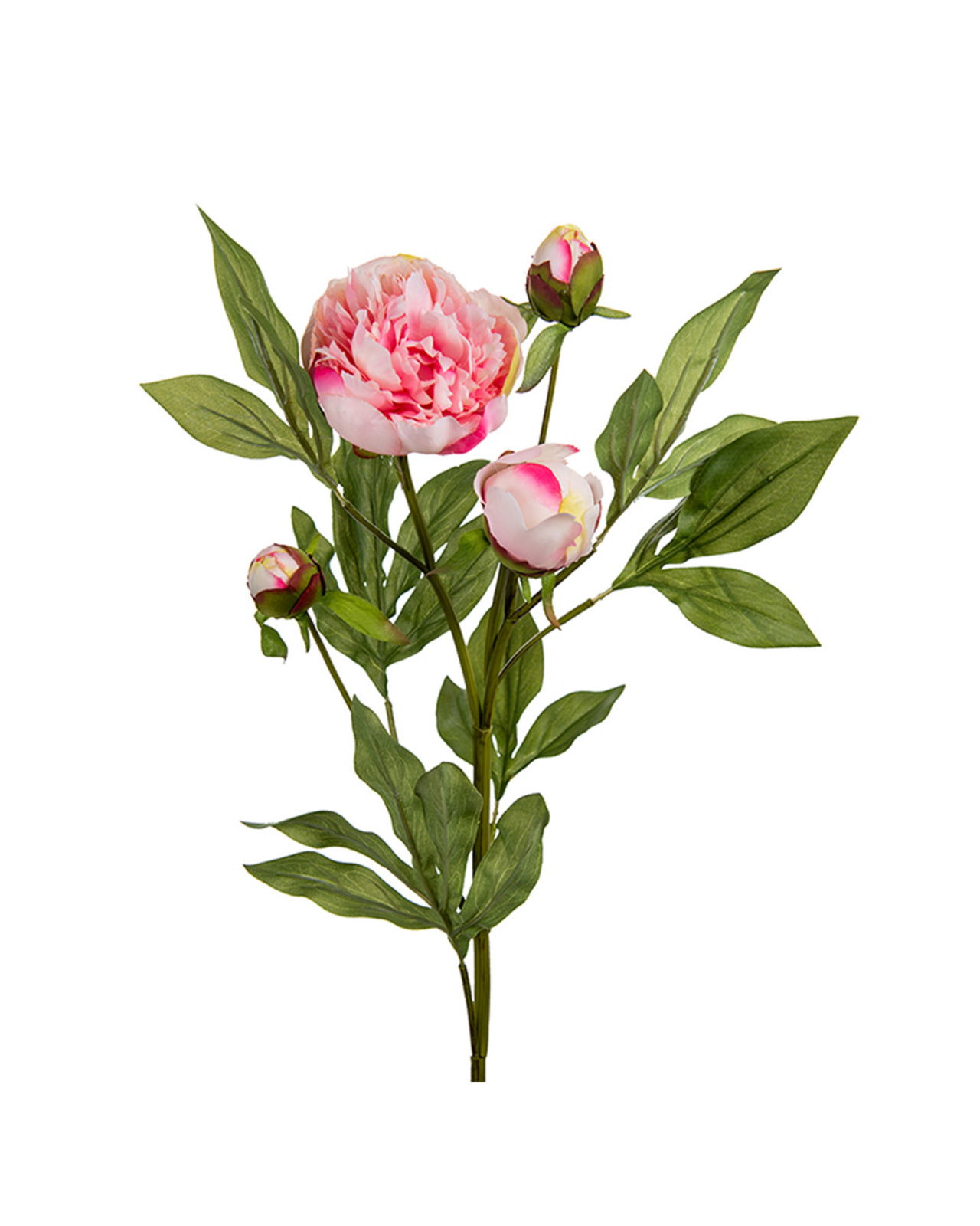 Pfingstrose Schnittblume rosa