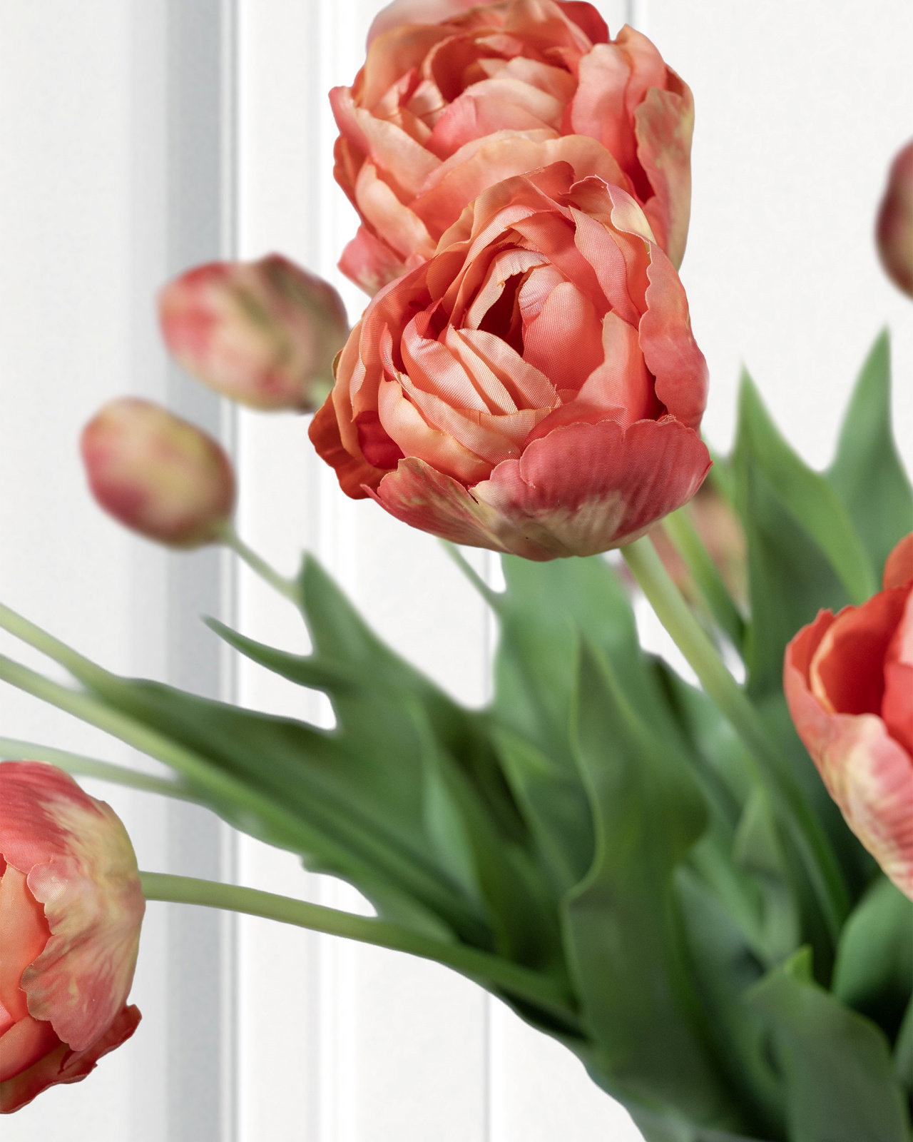 Tulpan snittblomma mörkrosa