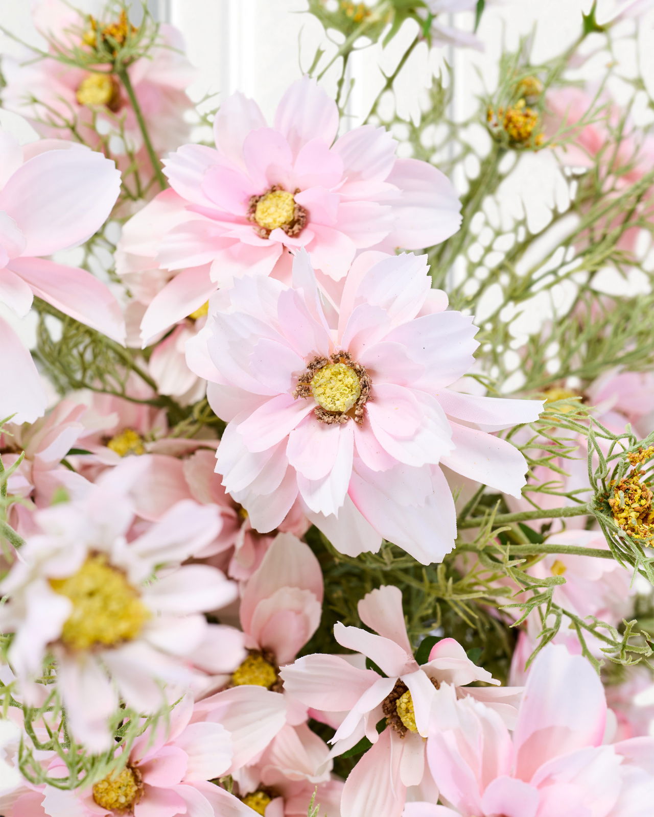 Kosmos snittblomst rosa