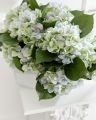 Hortensia snittblomma ljusblå/grön