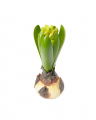 Hyacinth Artificial Plant Green