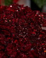 Isolde Sprig Red