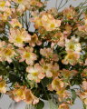 Japanese Climbing Rose Cut Flower Apricot