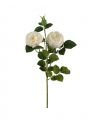 Rose - afskåret blomst i hvid