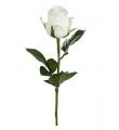 Rose – afskåret blomst i hvid