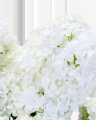 Syrénhortensia snittblomma vit