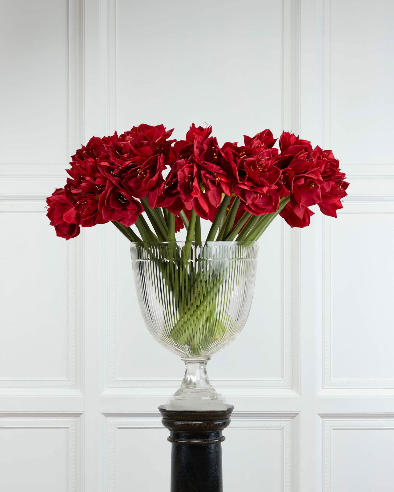 Amaryllis snijbloem, rood