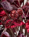 Berry Blossom dekorationsgren vinrød