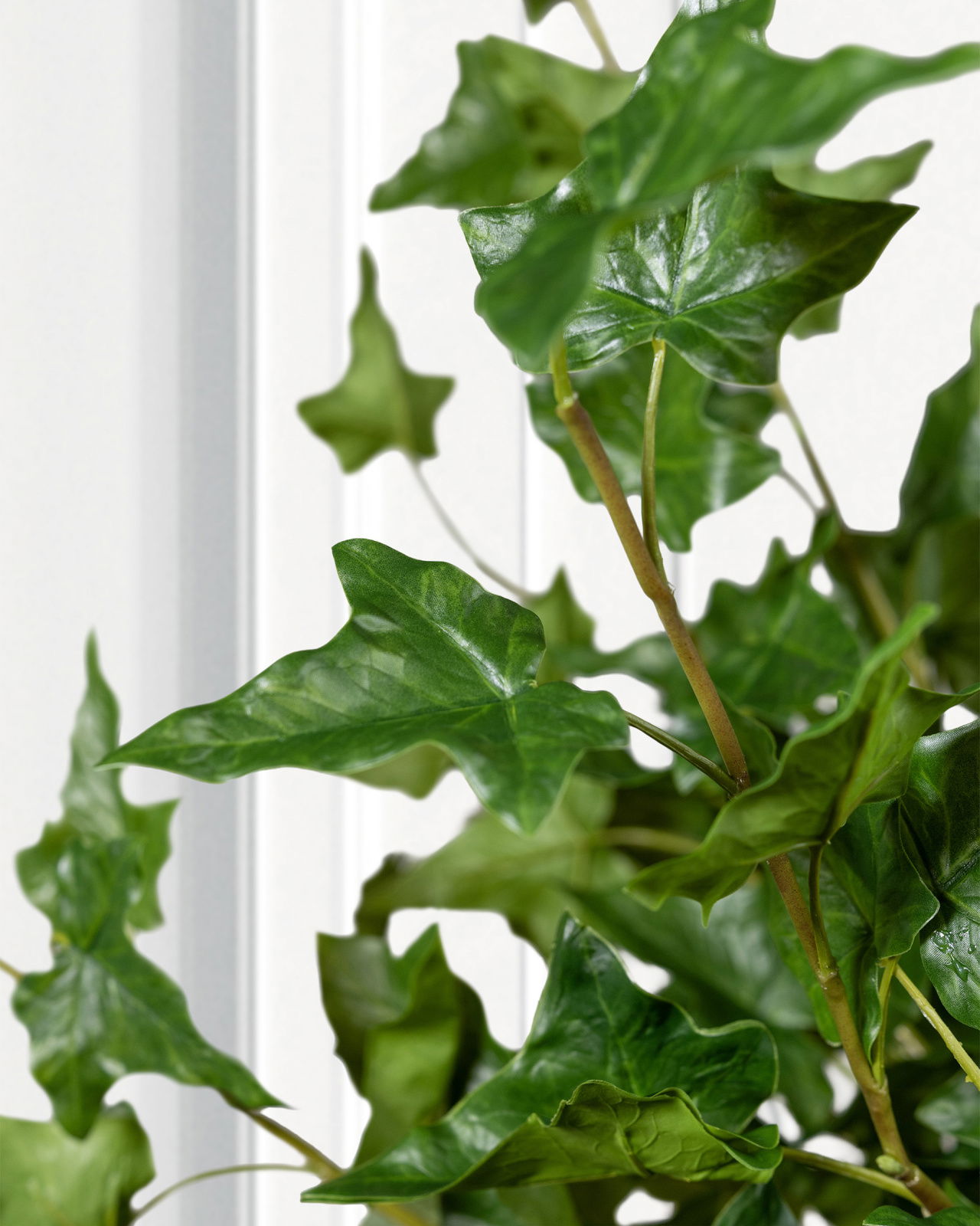 Murgröna snittblomma