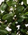 Mistletoe Cut Flower Green
