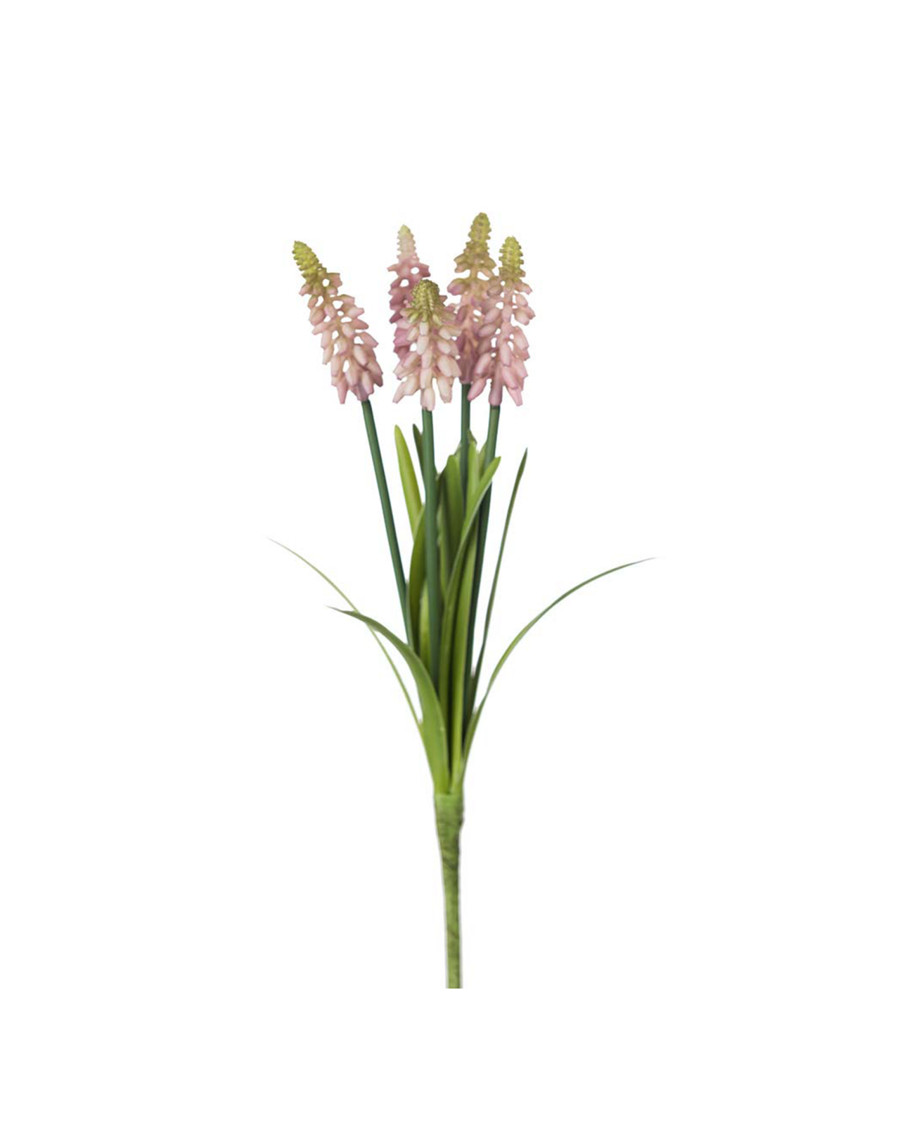 Druifhyacint snijbloem roze