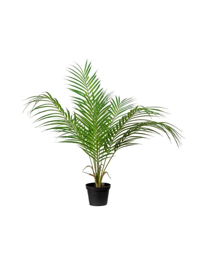Parlour Palm Tree