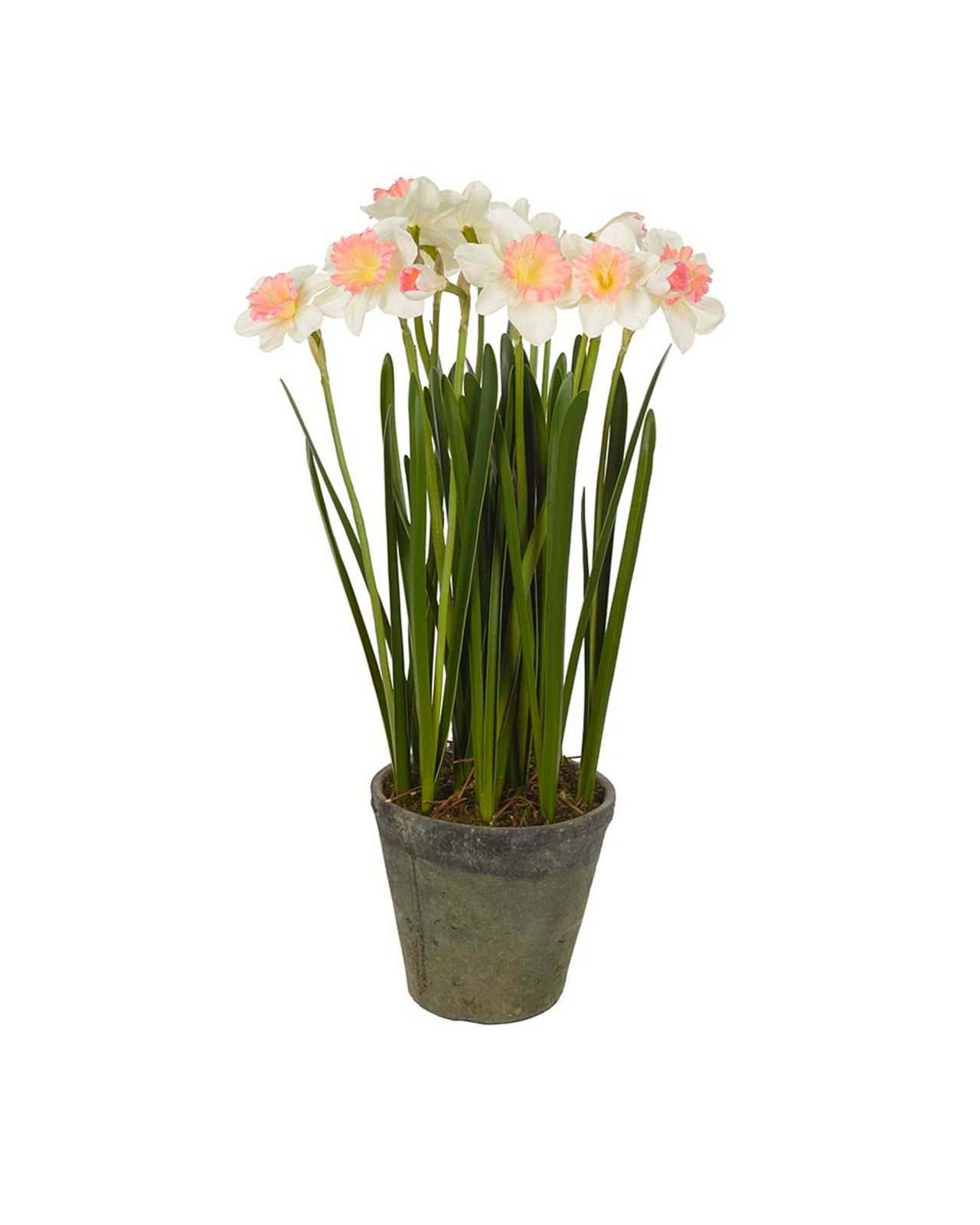 Narcissus Potted Plant White/Pink