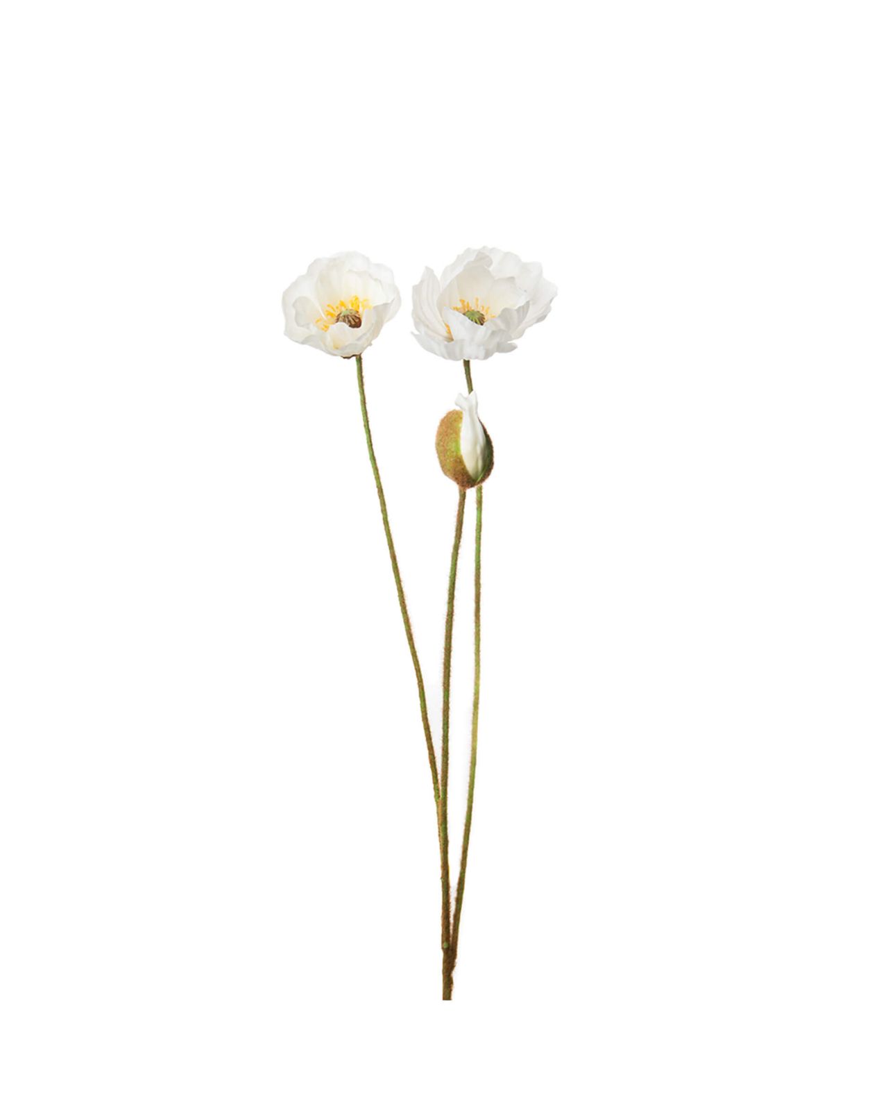 Poppy cut flower white OUTLET