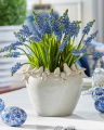 Grape Hyacinth Cut Flower Blue