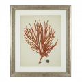 Antique Red Corals