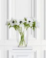 Anemone Cut Flower White