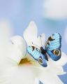 Jouline Decoration Butterfly Blue