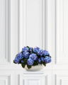 Hydrangea Potted Plant Blue