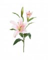 Lilja snittblomst hvit/rosa