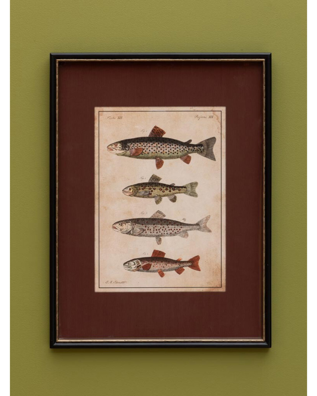 Linden art print, fish