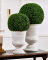 Boxwood Potted Plant