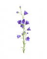 Glockenblume Schnittblume blau