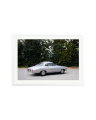 1964 Alfa Romeo Giulia SS White / XXL
