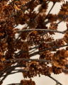 Branch Cone Brown