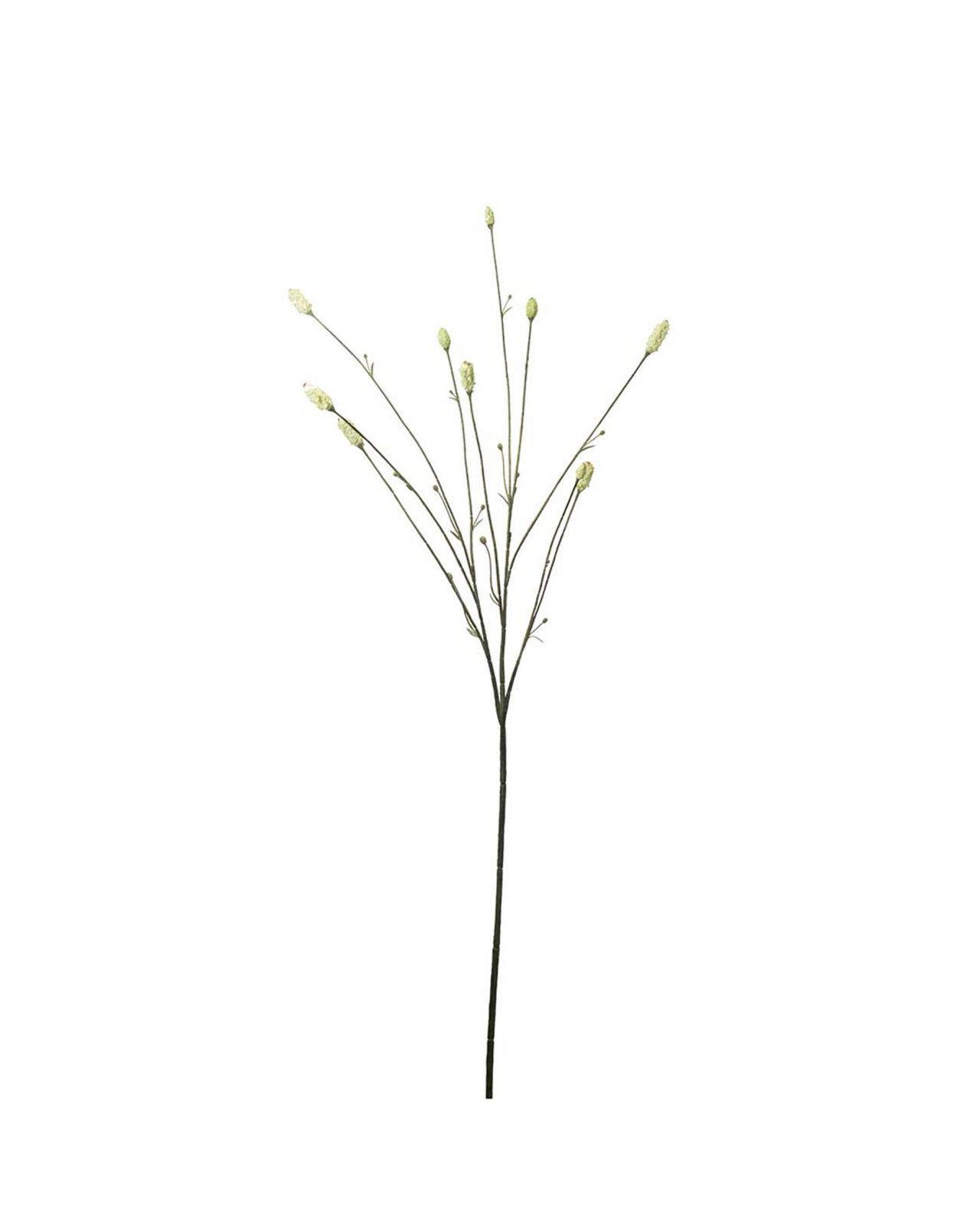 Pimpinelle schnittblume hellgrün