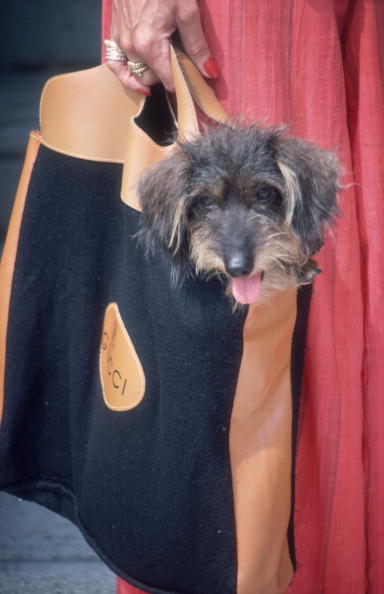 Gucci Pooch