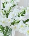 Delphinium Cut Flower White