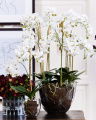 Orchid Potted Plant White