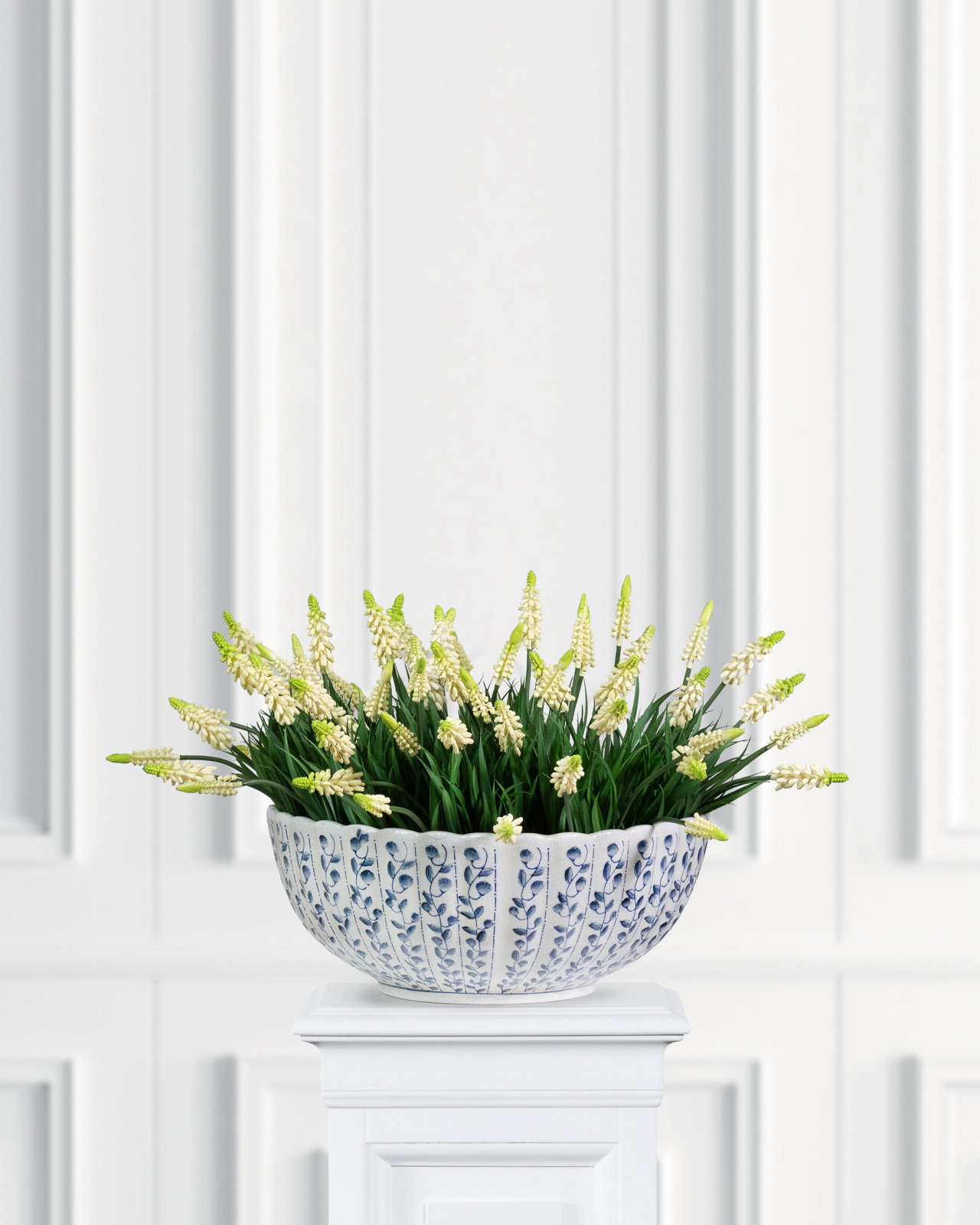 Pärlhyacint krukväxt vit