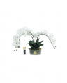 Orchidée Classique Gift Set
