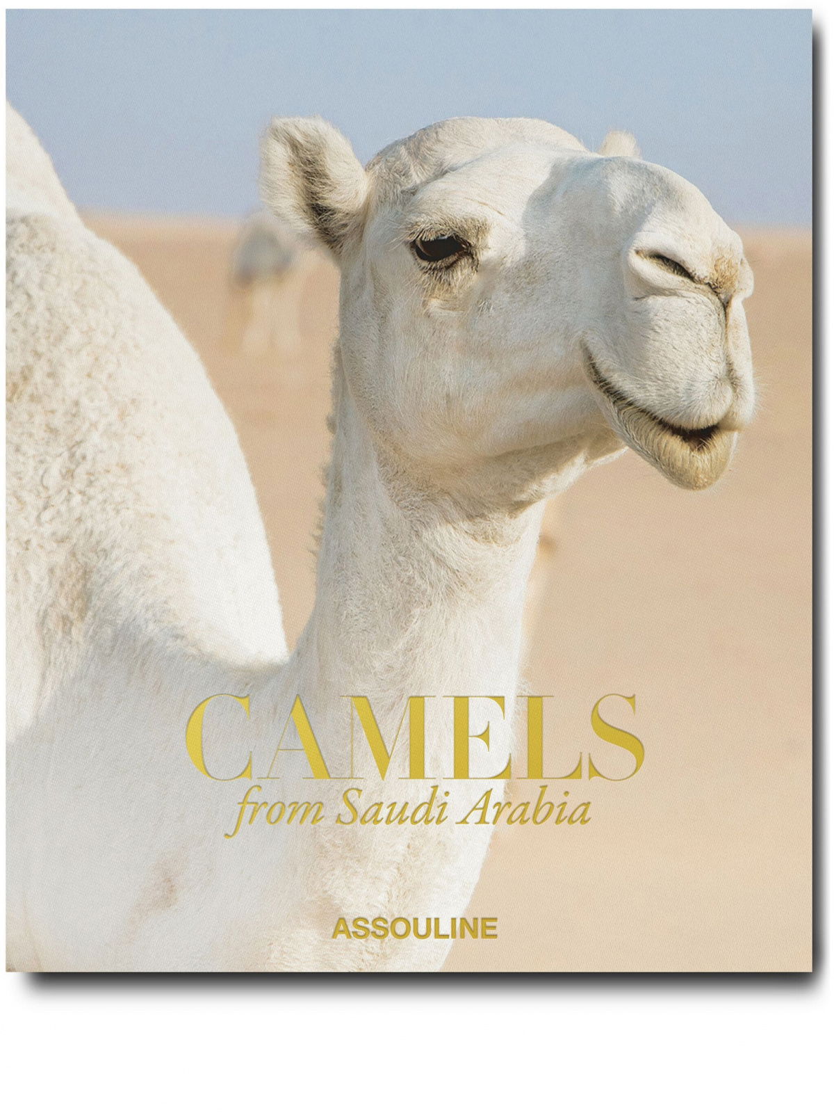 Camels From Saudi Arabia