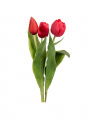 Tulp snijbloem rood