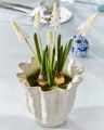 Grape Hyacinth Potted Plant White