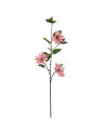 Clematis cut flower pink