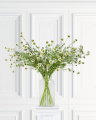 Scabiosa Cut Flower White