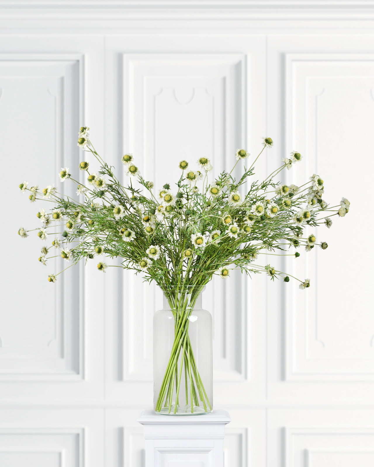 Scabiosa Cut Flower White