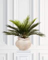 Cycas Potted Plant