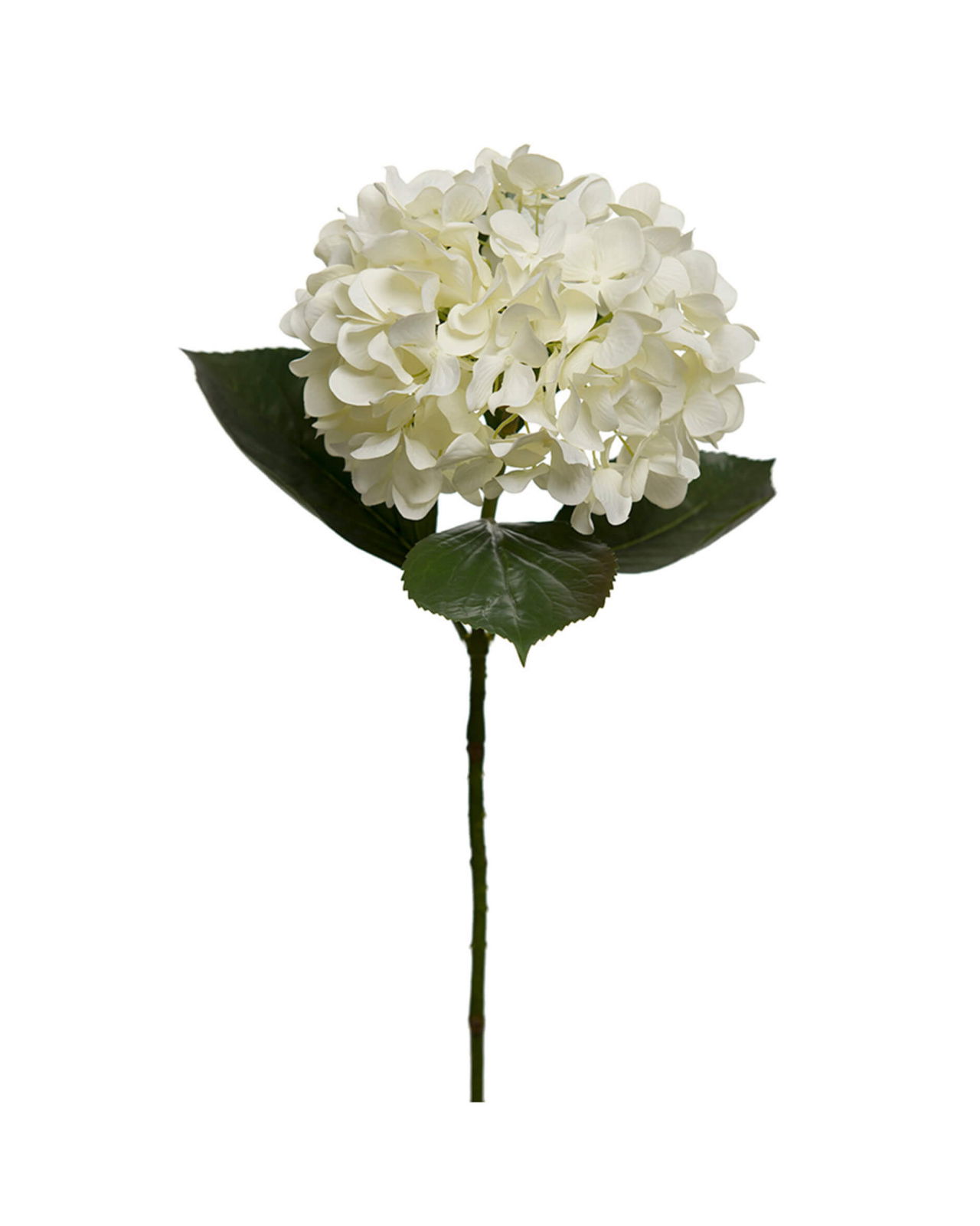 Hortensia snittblomma vit