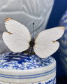 Stina Decoration Butterfly White